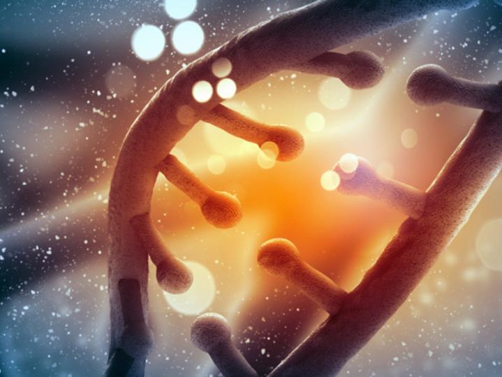 Somon DNA
